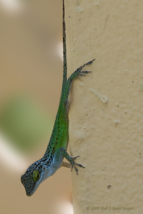 2008_12_15_Sandals Antigua_0386.jpg - A green tree lizard (anolis bimaculatus) climbing the down the wall in the Caribbean village part of the resort.